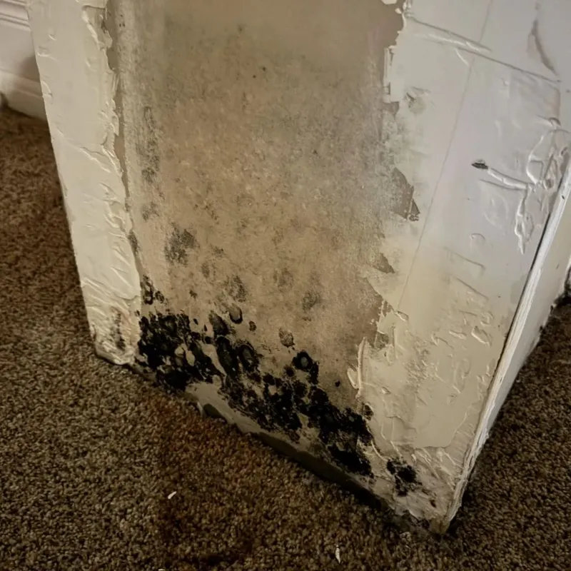 Professional Mold Removal in Chaska, MN